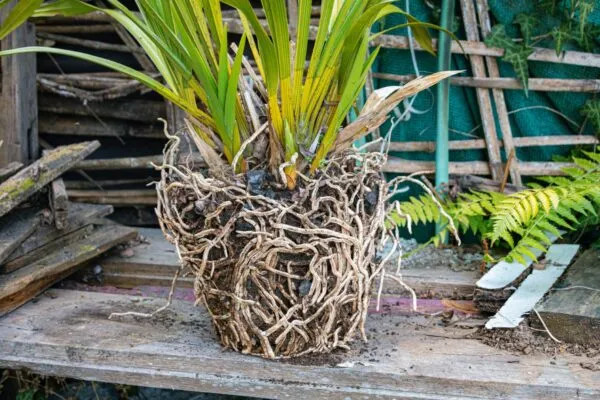Cymbidium orchidej bez hrnce s viditelnými kořeny