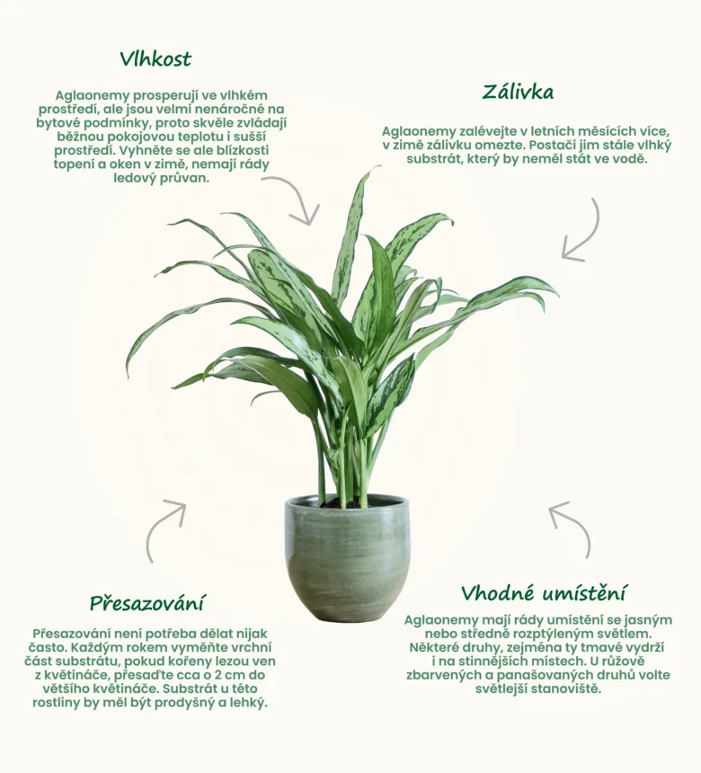 Infografika o péči o agláonymu s českými radami.