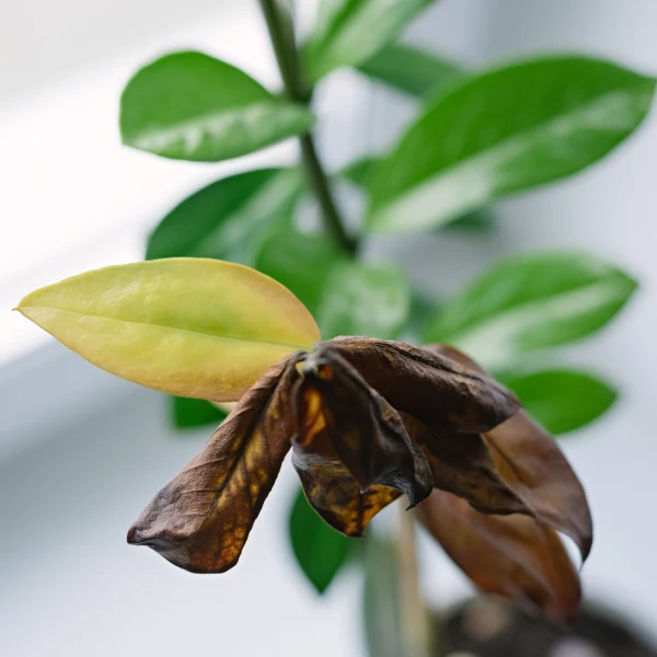 Zamioculcas s žlutavými listy, vhodný pro článek o množení.
