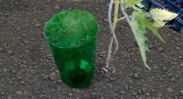 Zálivka rajčat pomocí plastové lahve pro efektivní zavlažování.