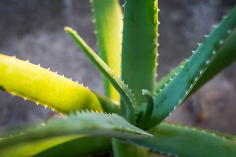 Zelená aloe vera s ostříkajícími listy