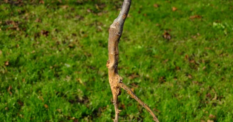 Hryzec poškodil kořen stromu, zřejmě hryzec