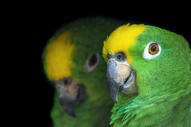 Amazon parrot head close-up