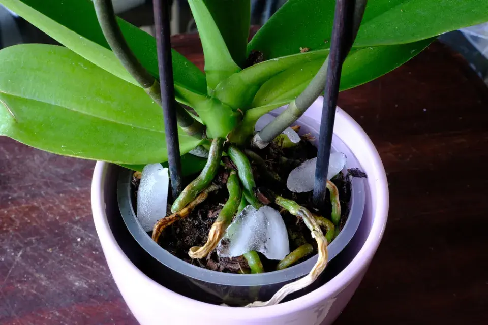 Orchide s ledovými kostkami v květináči pro chladné kořeny.