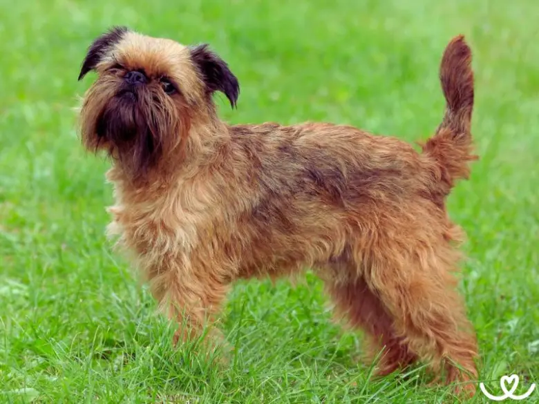 Brüsselský griffon stojí na zelené trávě venku.