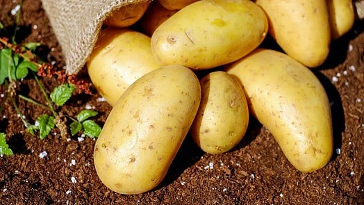 Čerstvé žluté brambory vyvalené z pytle na půdu.