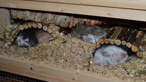 Křečci Campbellovi spí v dřevěných tunelích s pilinami.