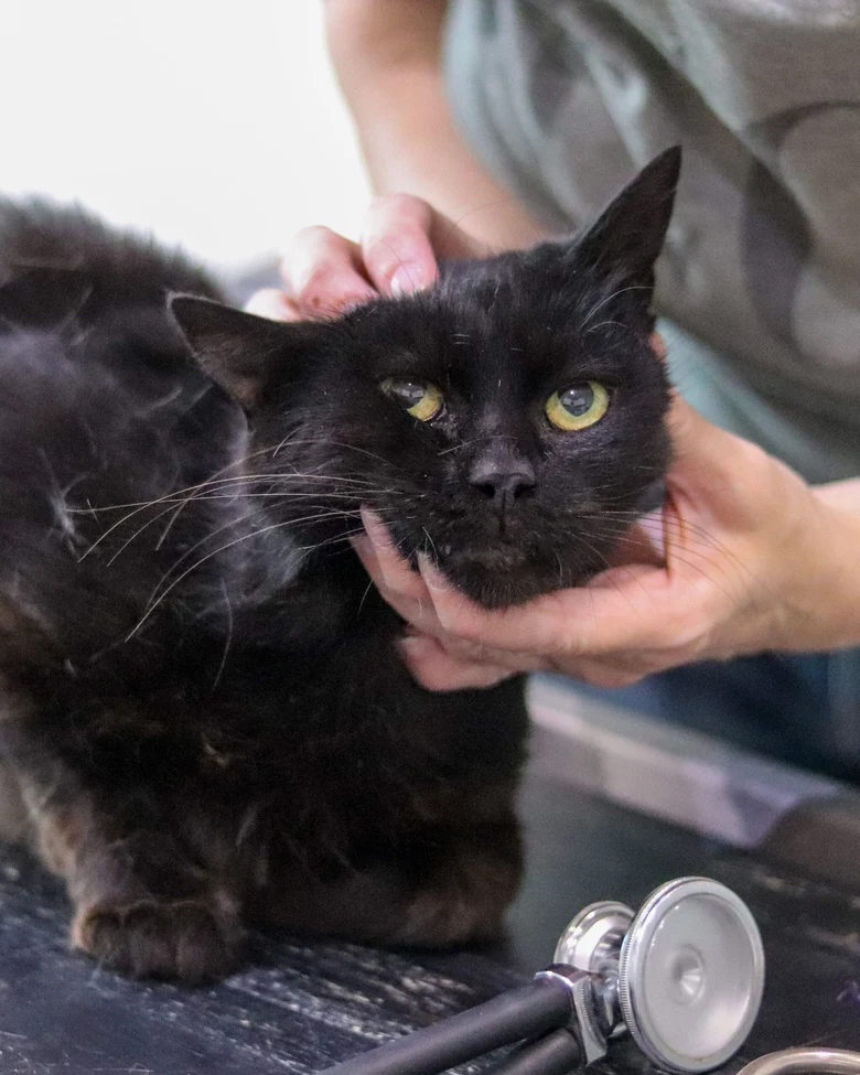 Černá kočka během veterinární prohlídky