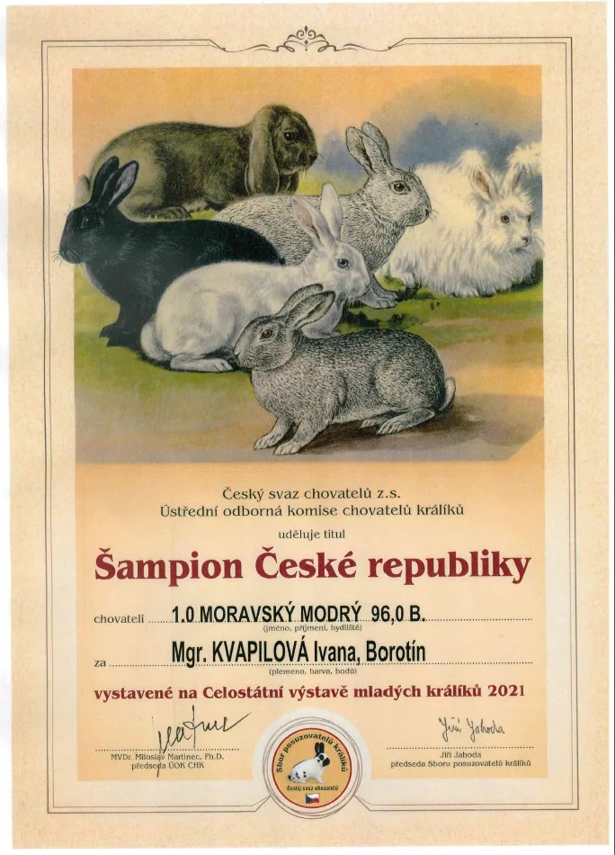 Šest králíků různých plemen sedících na trávníku, včetně moravského modrého.