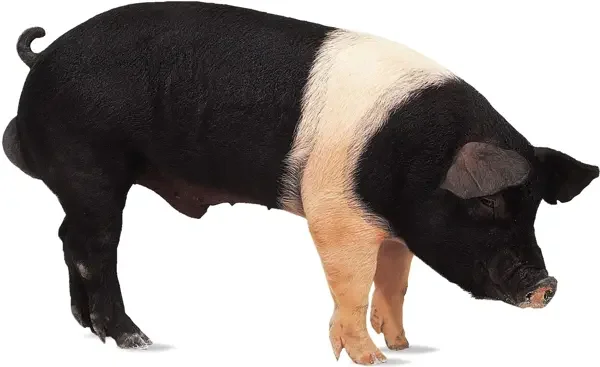 Prase s černobílou zbarveností na bílém pozadí.