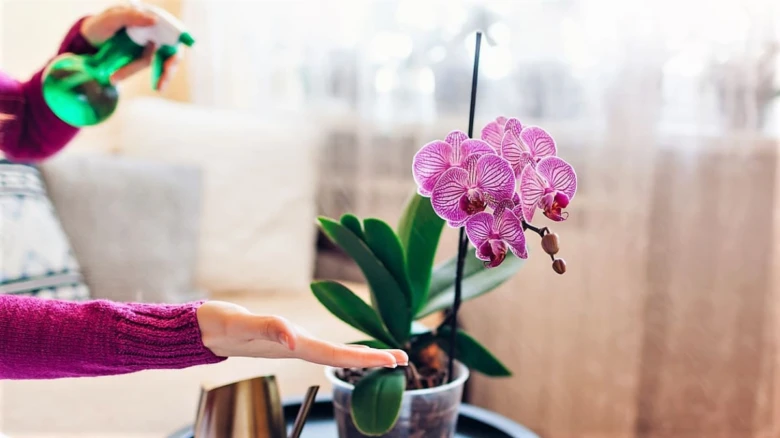 Postřikování kvetoucí orchideje pro bohaté květy