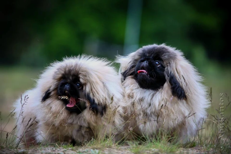Dva pekinéz sedící vedle sebe na trávě.