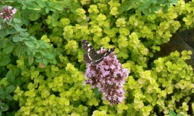 Butterfly on flower cluster