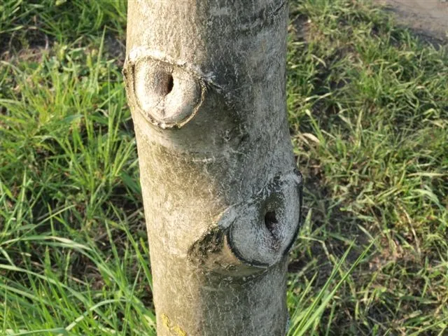 Strom po řezu - viditelné jizvy na kmeni.