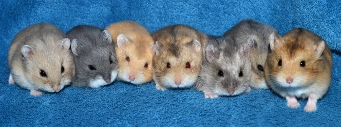 Skupina křečků Campbellových sedících vedle sebe na modrém povrchu.