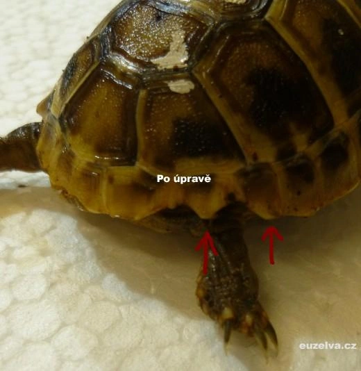 Želva s krunýřem a nohama po úpravě obrázku