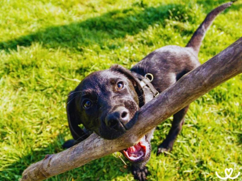 Černý labradorský retrívr štěně drží v ústech větvičku na trávníku.