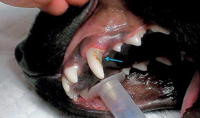 Nemocný zub u psa při veterinárním vyšetření