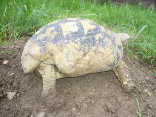 Želva s krunýřem na zemi v přírodě