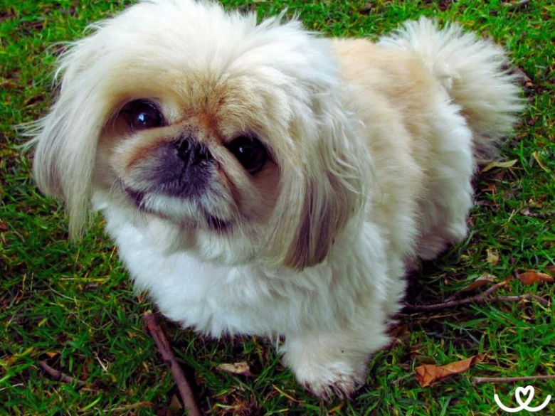 Bílý pekinéz sedící na trávě a hledící nahoru.