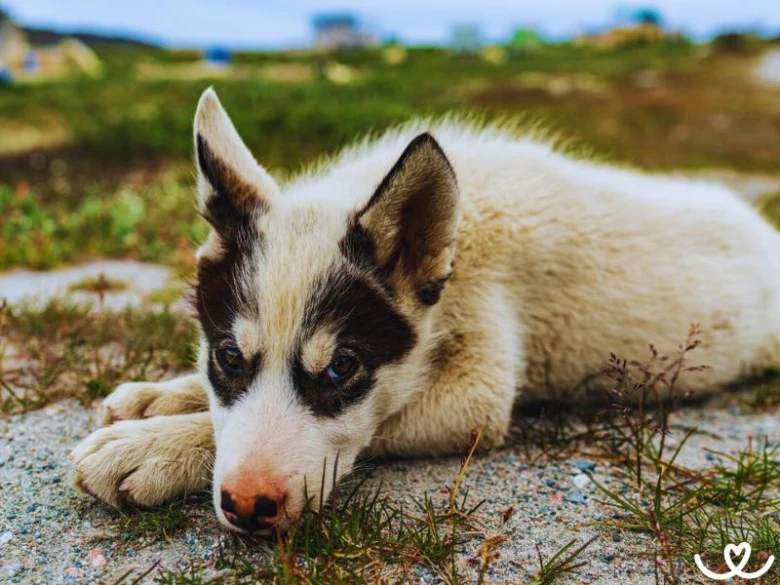 Mladý pes husky leží na zemi venku s výraznou tváří.