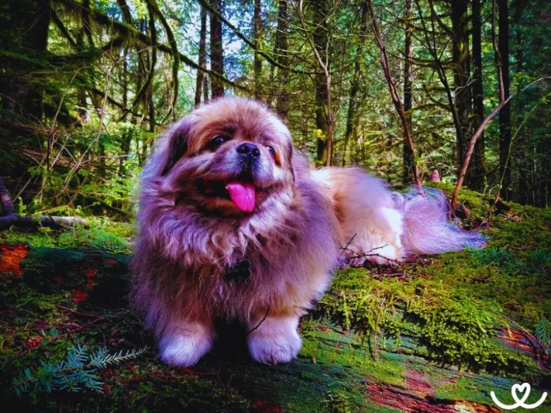 Pekinese pes leží na mechu v lese s jazykem venku.