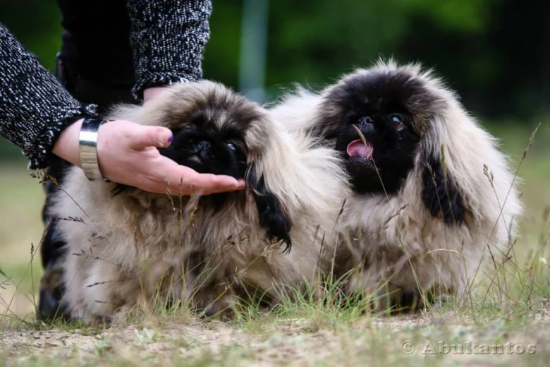 Dva pekinéz sedící v trávě, dotýká se je lidská ruka.