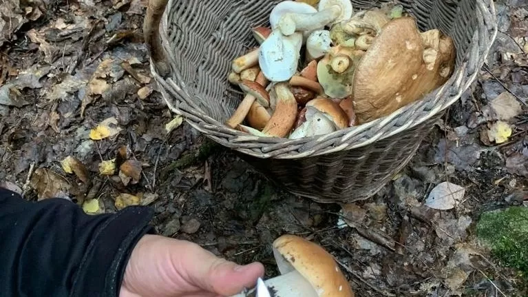 Sběr jedlých hub rostoucích na dřevě do košíku.